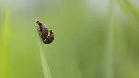 Rodolia Cardnalis, regularly feed on aphids and small mites, which makes them good as biological control agents