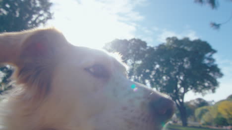 cute dog eating treats and giving paw to owner outdoors