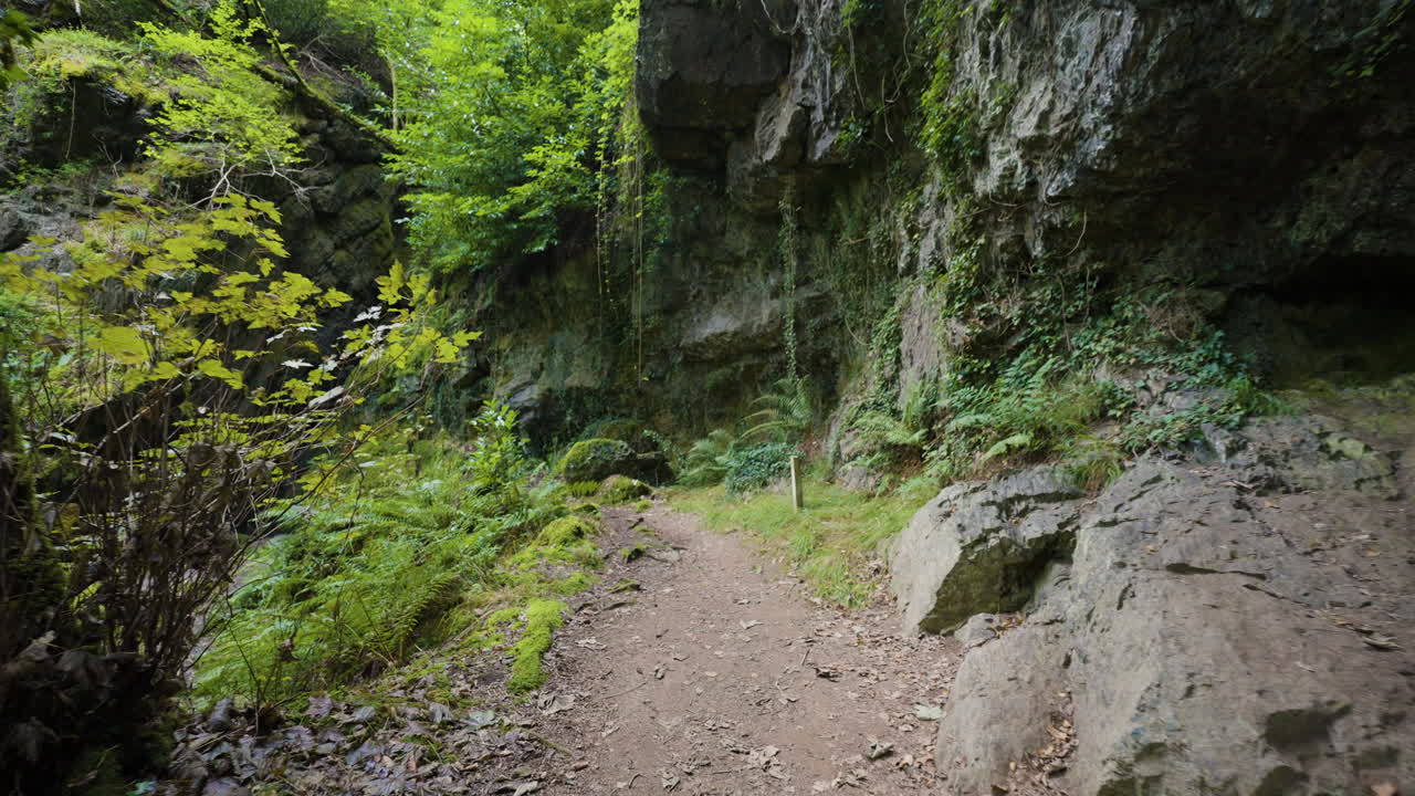 Forest Path Through Rocks and Trees