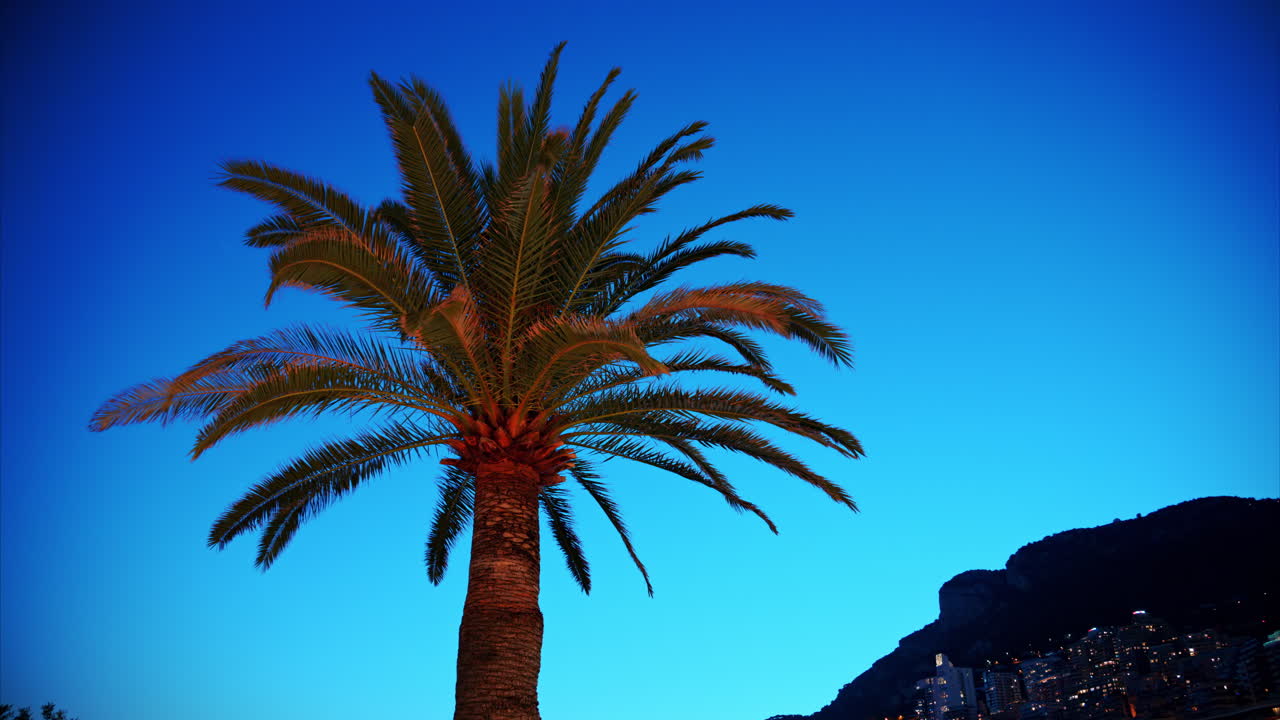 Low angle view of a palm tree with a background of Monaco in the evening