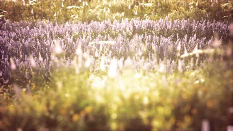 wild field flowers at summer sunset