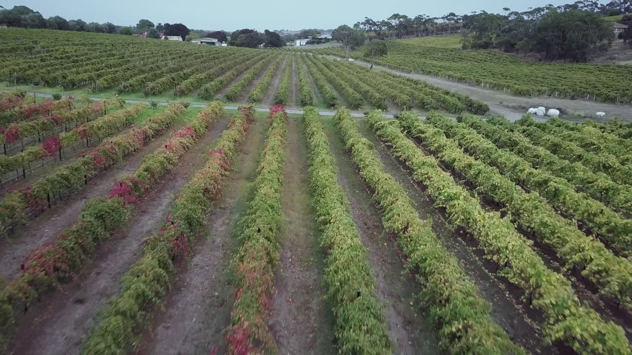 호주 남부 애들레이드 바로사 밸리의 포도원 들판에서 자라는 포도 덩굴