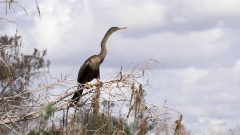 Anhinga-Thront-Auf-Einem-Baum-In-Loxahatchee-NWA-In-Florida