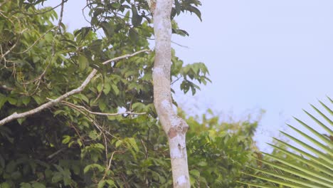 crimson crested woodpecker perched on a tree wide on tree takes off slow motion