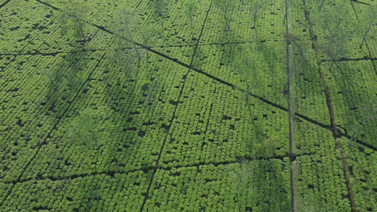 Aerial View Shot of Tea Garden in North Bengal.