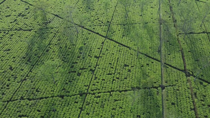 Aerial View Shot of Tea Garden in North Bengal.