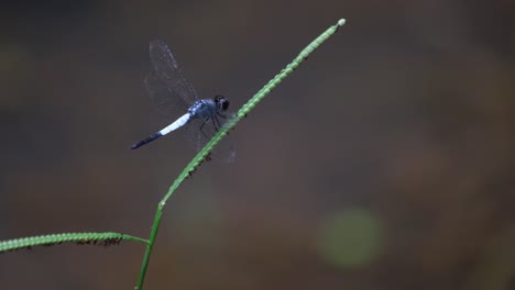 A-close-up-capture-while-perched-on-a-blade-of-grass-at-the-lake,-then-it-turns-its-body-to-the-right-while-swinging-with-the-wind,-Pond-Adjutant,-Aethriamanta-gracilis,-Thailand