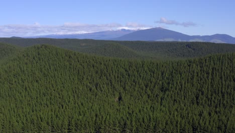 Dense-green-pine-forest-on-hillside-with-mountains-in-background,-aerial