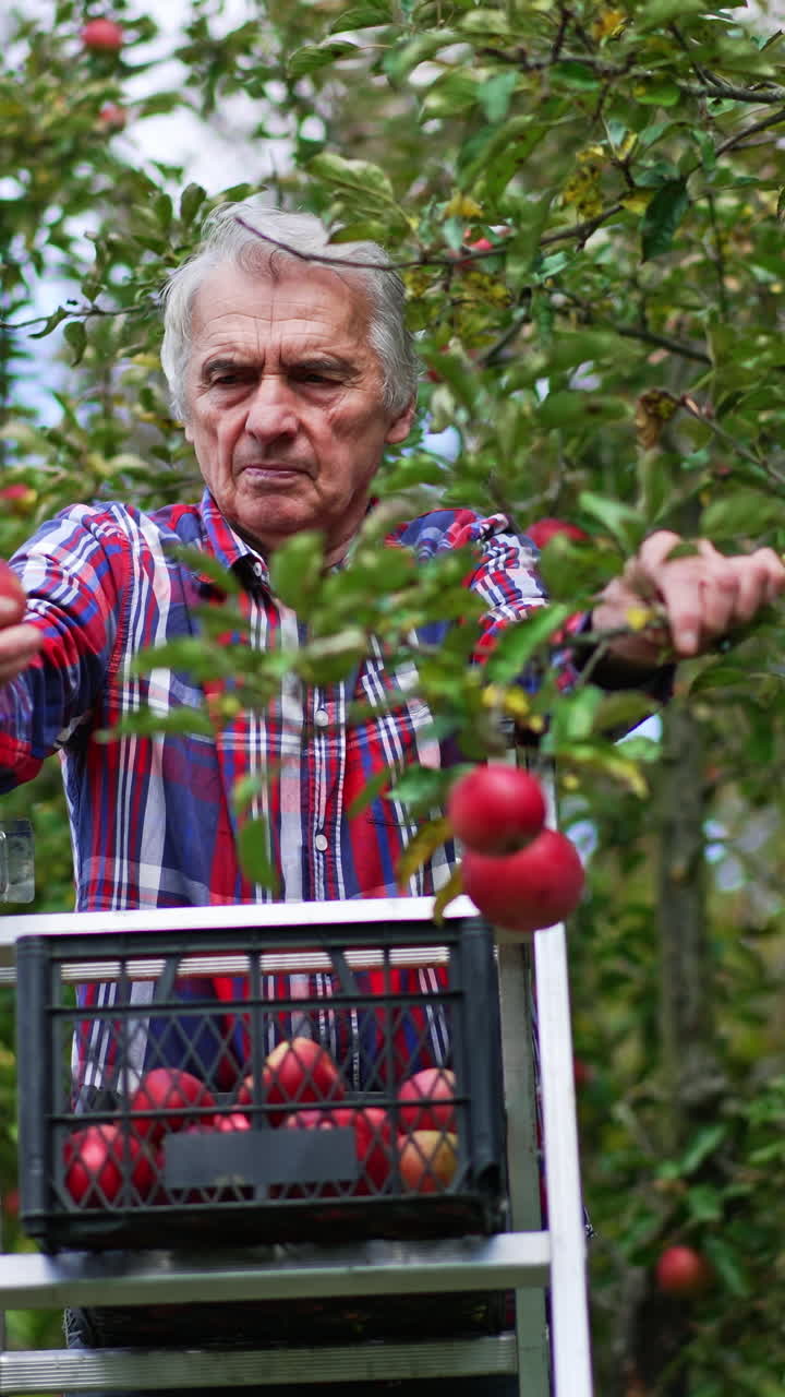 Industrious old male farmer gathering the harvest of apples in his orchard. Man stands on a step ladder and puts apples into a plastic box. Vertical video