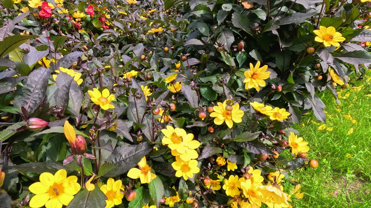 A bee moves among vibrant yellow Turnera ulmifolia flowers in a lush Berlin garden, captured in bright daylight with smooth camera panning