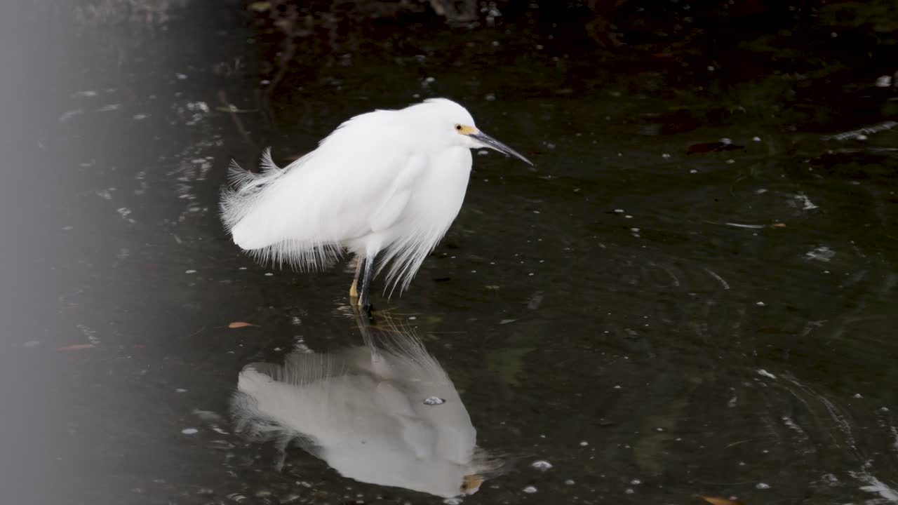 Snowy Egret standing in shallow wetland water with reflection visible on the surface