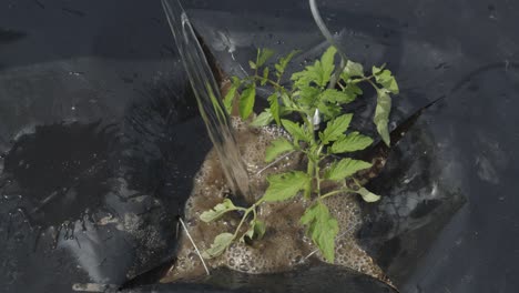 watering a young tomato sprout plant with plenty of water