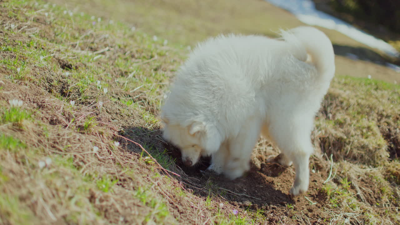 Samoyed and Shetland Sheepdog playing joyfully on a mountain field, surrounded by stunning alpine views and clear skies.
