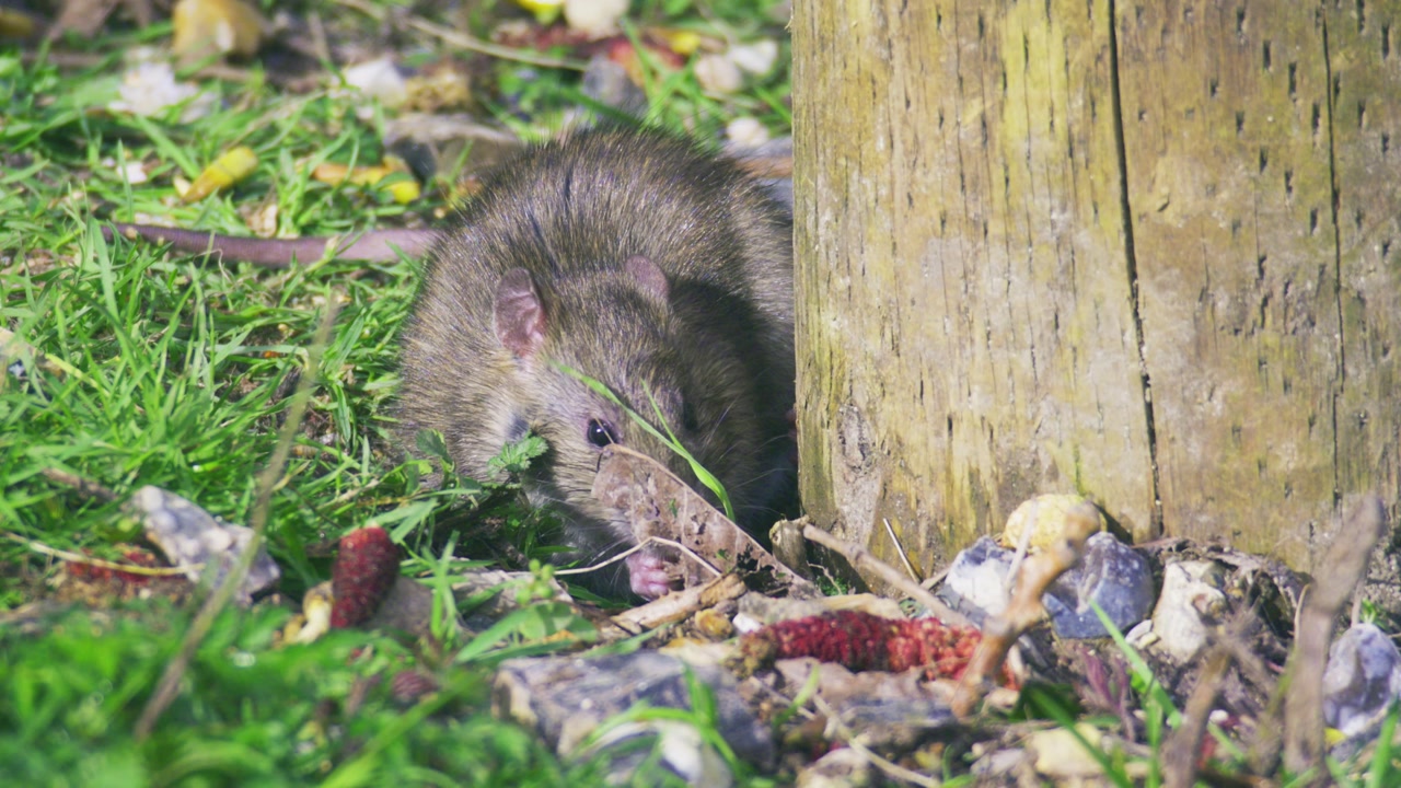 Wild brown rat (Rattus norvegicus) foraging on ground beside wooden post in natural UK setting, close-up wildlife behaviour
