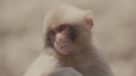 japanese macaque infant chewing food. - closeup shot