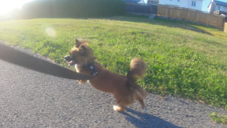 Small-and-cute-dog-on-a-leash-running-down-a-pavement-trail-with-grass-on-either-side-on-a-sunny-day-in-summer