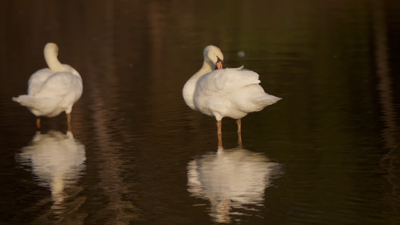Swans in slow motion showcasing a peculiar mirrored courtship dance in the early spring season.
