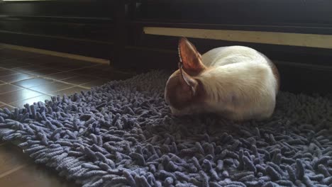 time lapse chihuahua dog sleeping