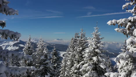 Toma-Aérea-Volando-A-Través-De-Pinos-Cubiertos-De-Nieve-Con-Cielo-Azul-Y-Montañas-En-El-Fondo