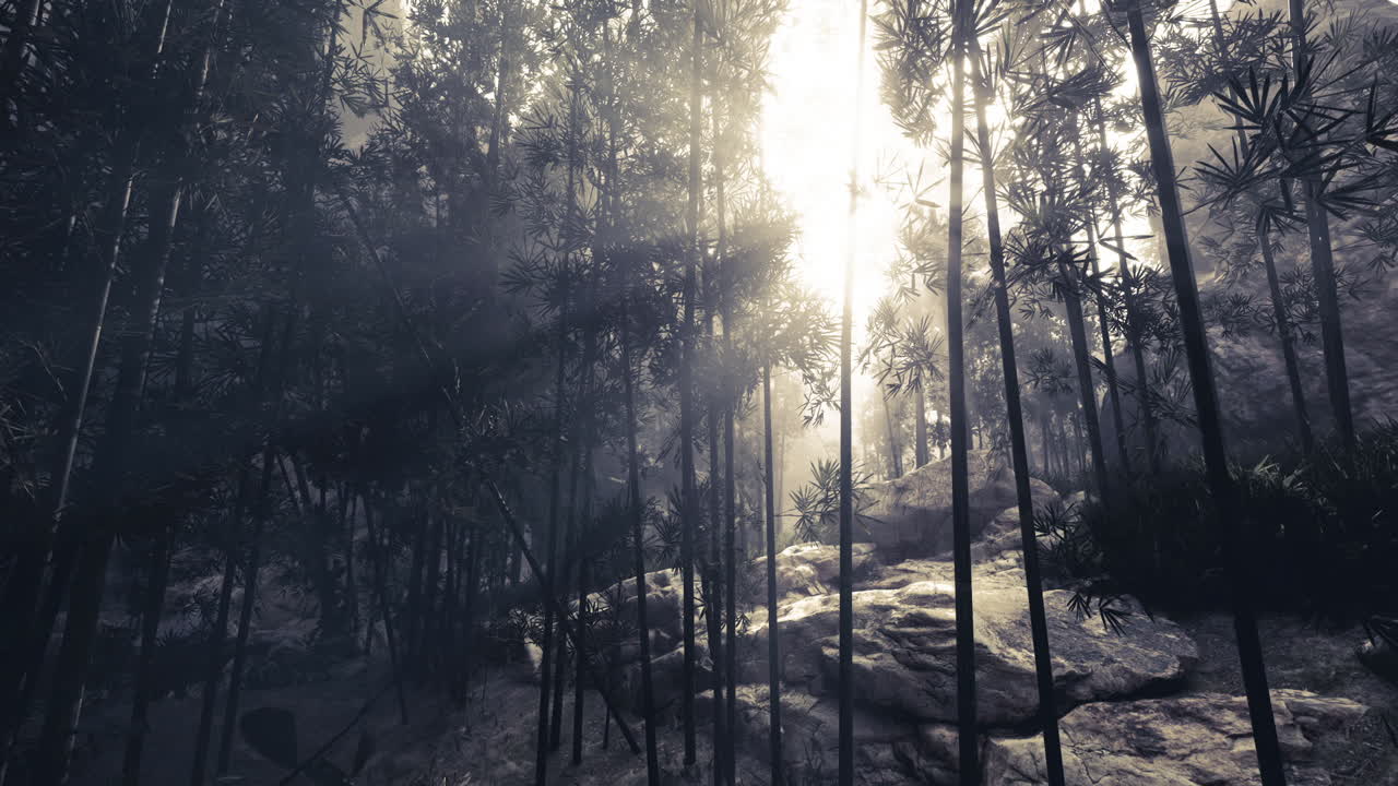 안개와 대나무 숲의 빛