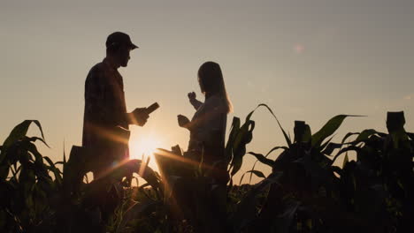 Siluetas-De-Dos-Agricultores,-Hombres-Y-Mujeres.-Trabajan-En-El-Campo-De-Maíz-Al-Atardecer,-Usan-Una-Tableta