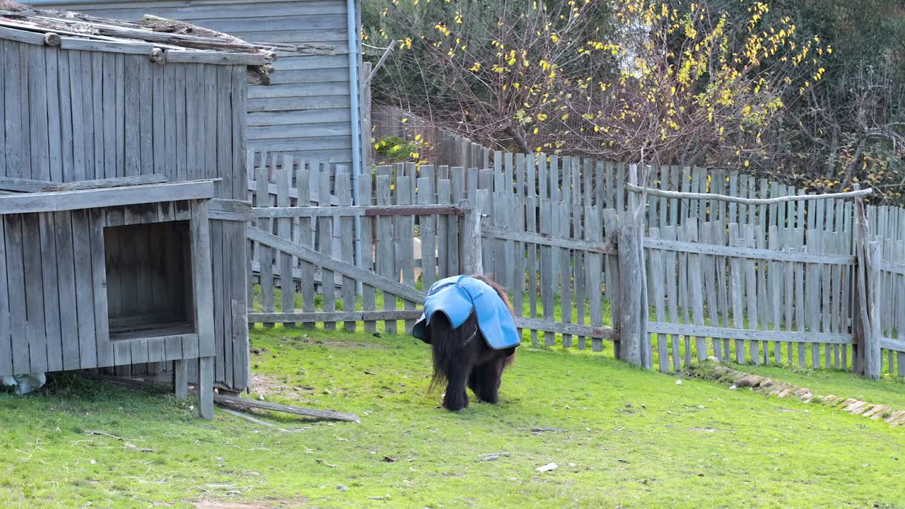파란 코트 를 입은 틀랜드 포니 가 풀 을 잡고 있다