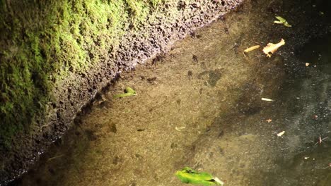 Tadpoles-frog-life-cycle-in-a-pond