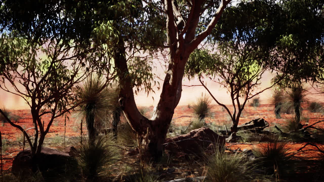 A beautiful shot of the Australian outback, featuring a tall, sturdy tree in the foreground, with spinifex grass and red dirt all around. The sky is a stunning blue with fluffy white clouds.