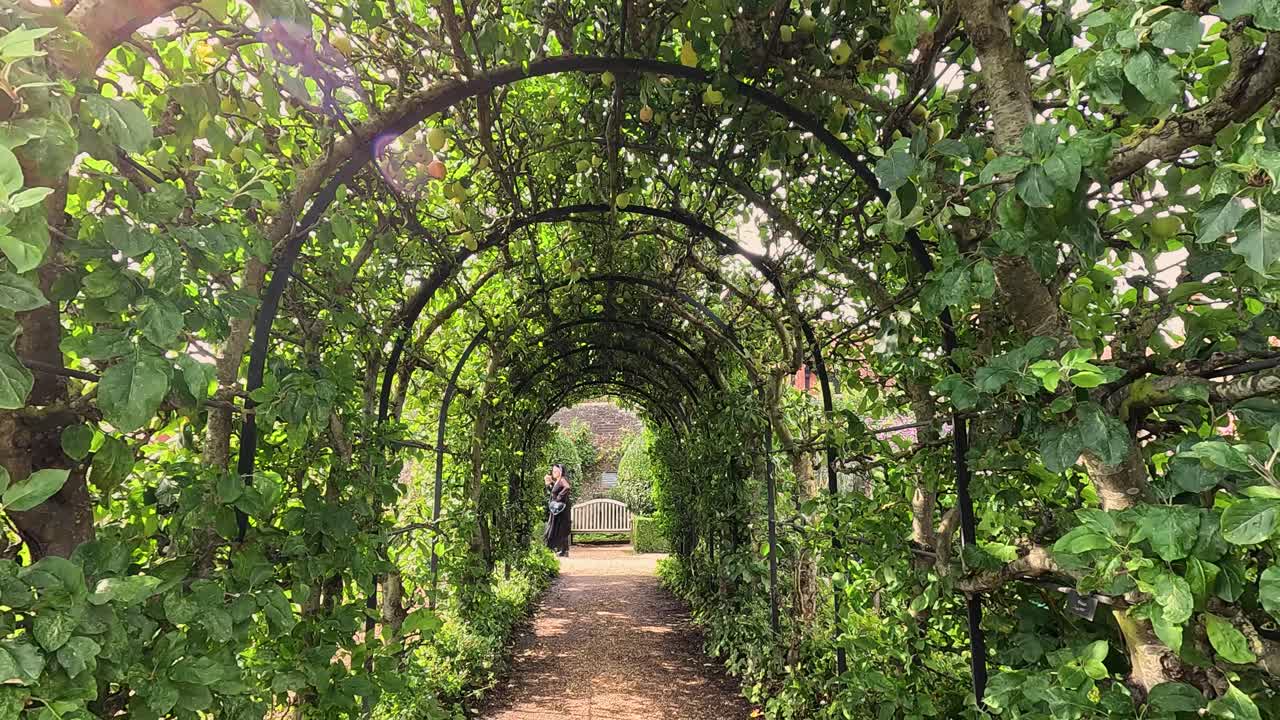 persona caminando a través del arco de un árbol de manzana exuberante