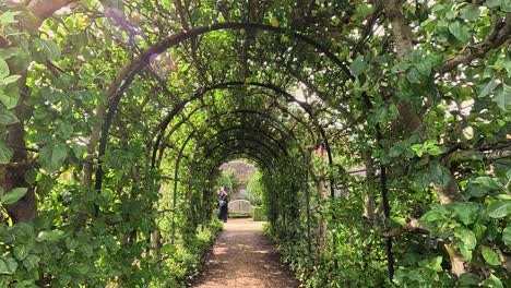 person walking through lush apple tree archway