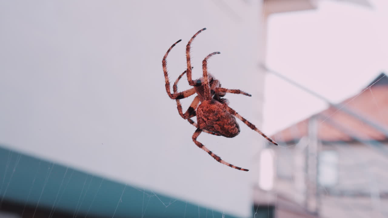 Close up of a spider sitting in its web, showing intricate details of its body and fine silk threads