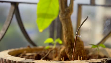 agarbatti ritual in moring in balcony tree pot sainted smoke