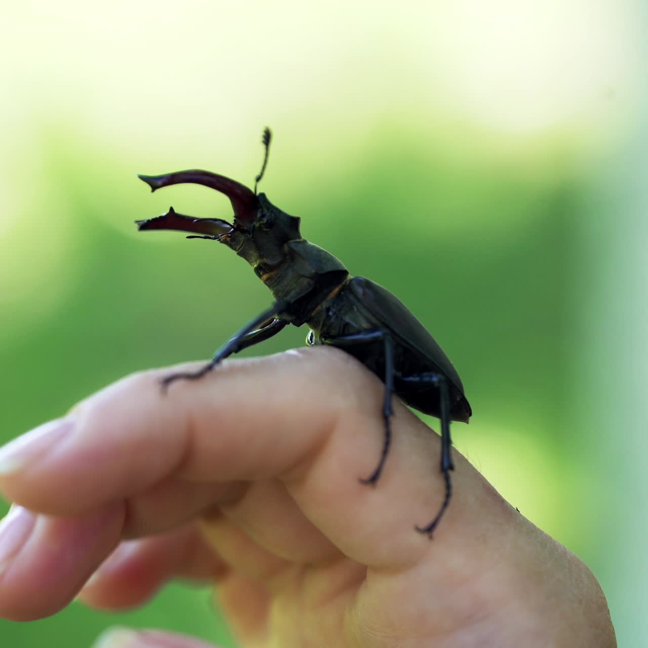 Stag beetle in hand. Lucanus cervus. Fighting beetles