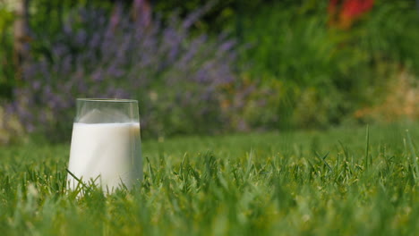 glass of milk in a garden