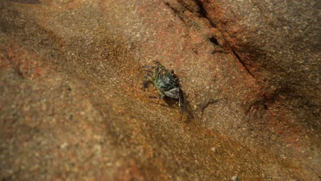 a crab filmed on a rock closeup by the sea