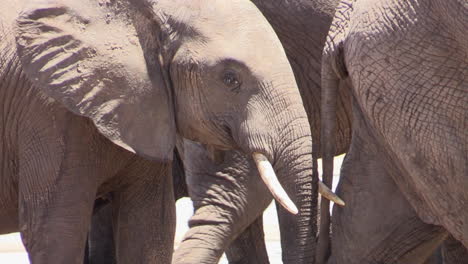 herd of african elephants stand close together