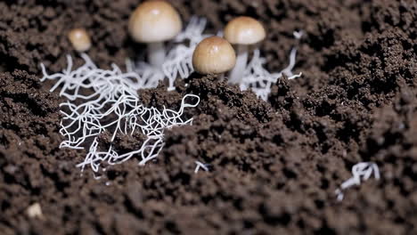 mushrooms and mycelium growing in soil