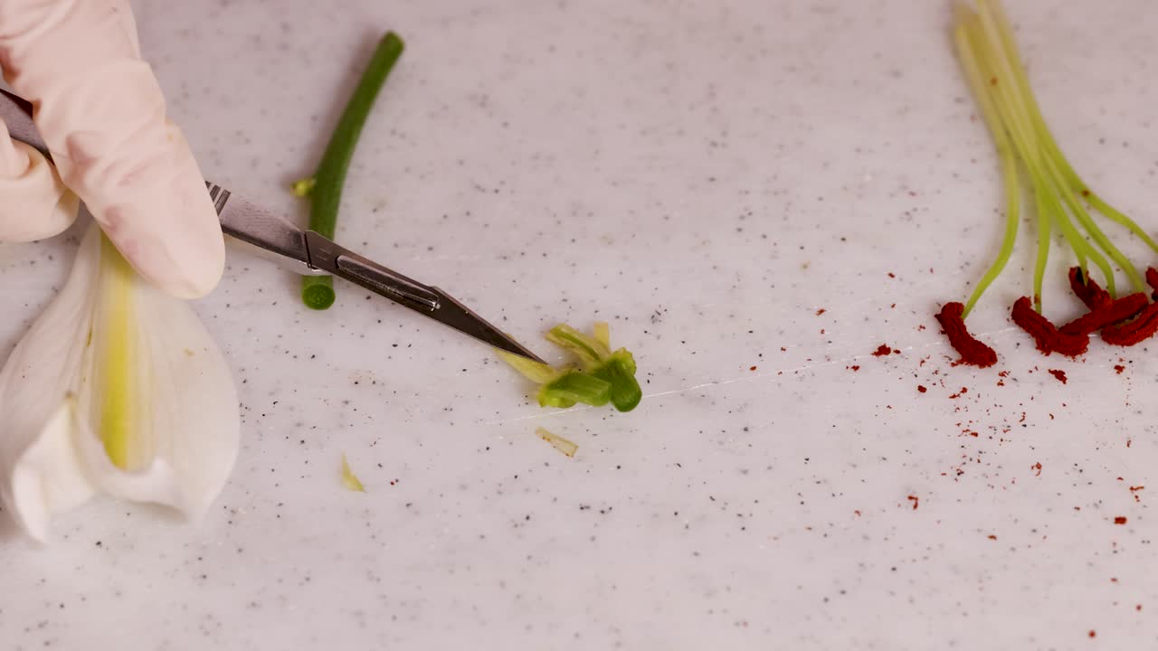 Close-up of a flower dissection using a scalpel, highlighting the pistil, style, and ovary under bright lighting