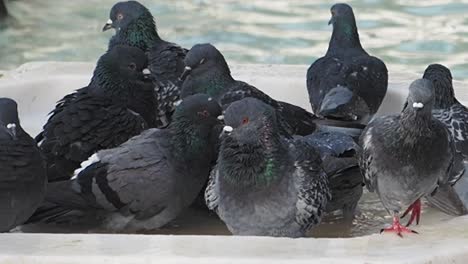 a flock of pigeons drinking from a fountain