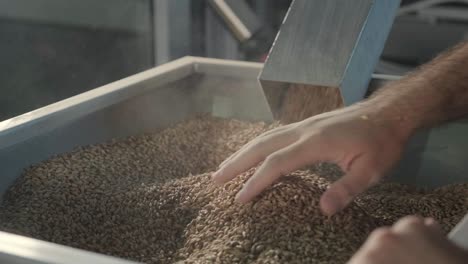 a young brewer wearing a leather apron controls the grinding of malt seeds in a mill at a modern brewery