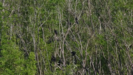 una pequeña colonia posada en los manglares secándose bajo el sol de la tarde, pequeño cormorán microcarbo níger, tailandia