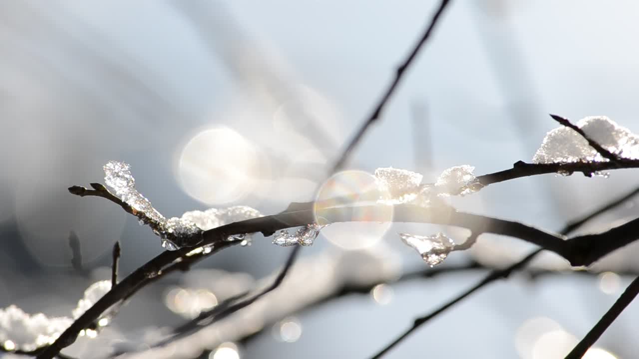 太陽的奇妙光芒灑落在樹枝上