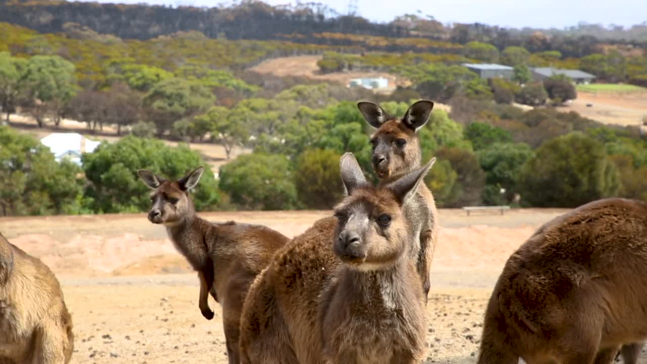 A mob of wild kangaroos sit eating in front of a blackened natural landscape