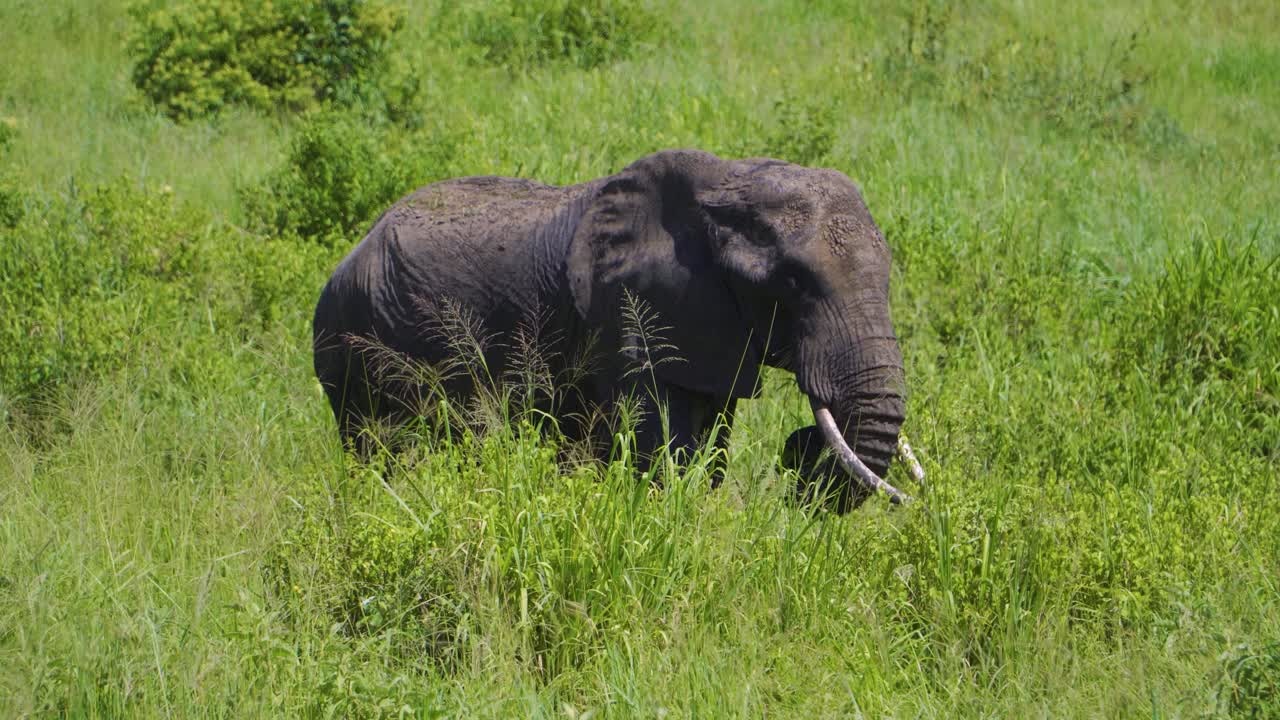 an elephant walks on the African savannah and chews grass in the wild against the background of the sky and green grass in the African savannah.