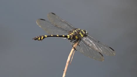 facing to the right flapping its wings and the tail shows that it's about to deliver its eggs into the water