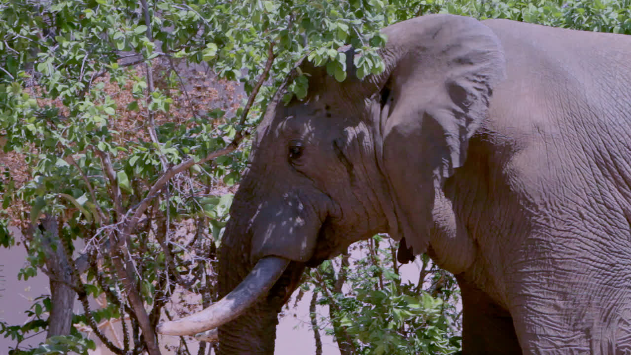 Adult male African elephant feeding on trees in between the bush homes of a lodge in South Africa. He's in heat.