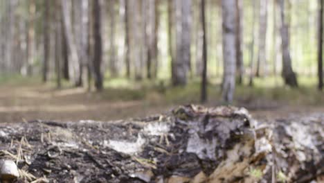 person practicing yoga/meditation in the forest