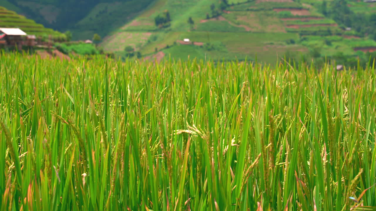 Veduta dettagliata di piante di riso che ondeggiano al vento sui terrazzamenti di Mu Cang Chai, Vietnam, che mostra la texture e i colori vivaci della stagione del raccolto