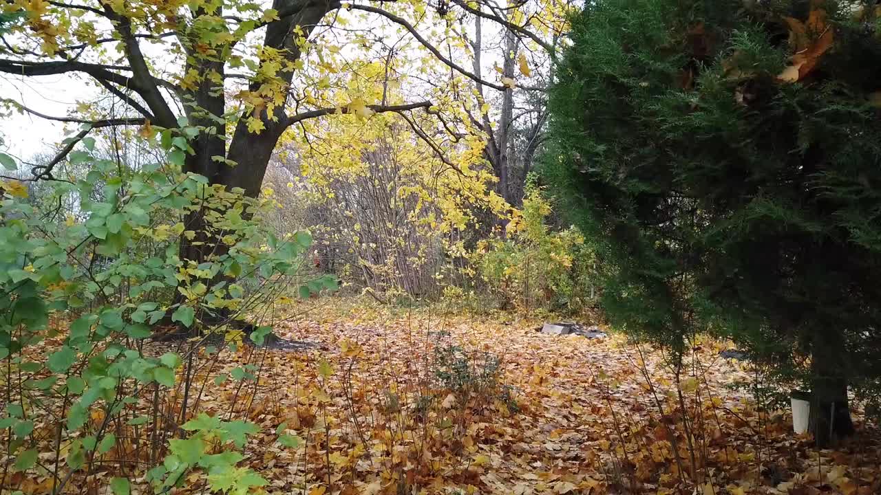 pan diagonal hacia la izquierda en un parque en berlín alemania naturaleza hojas muertas árboles colores de otoño hd 30 fps 8 segundos