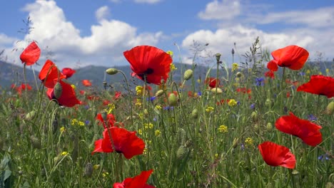 Low-angle-close-up-of-red-blooming-poppy-field-in-nature-during-summertime-and-mountains-in-background